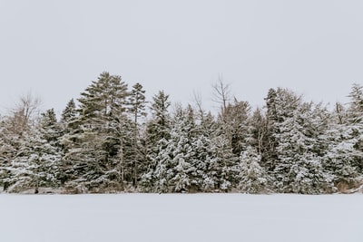 白雪覆盖的树木白天
